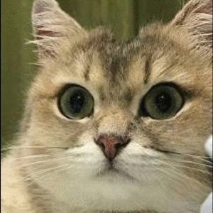 Meet your Posher, Delman